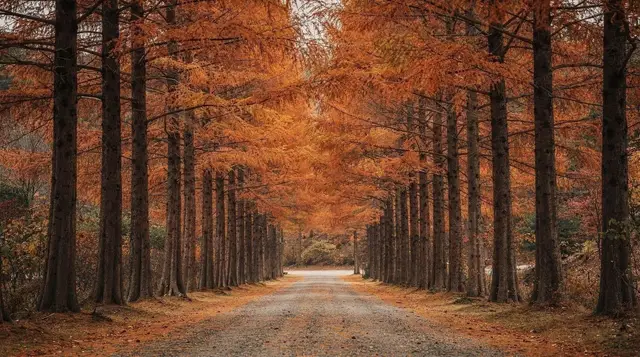 Nami island gapyeong