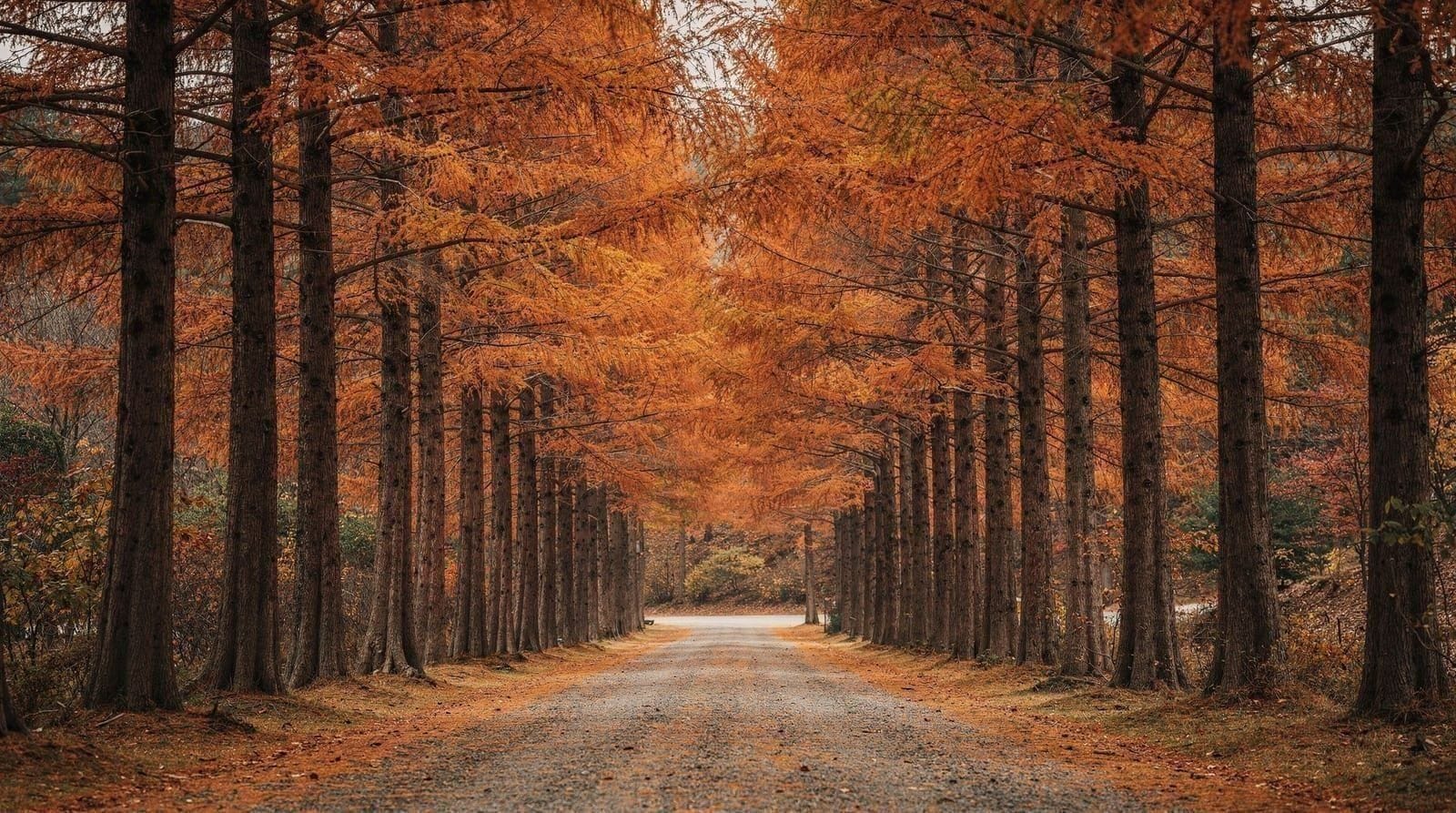 Nami Island and Gapyeong: the tree-lined day trip everyone recognizes