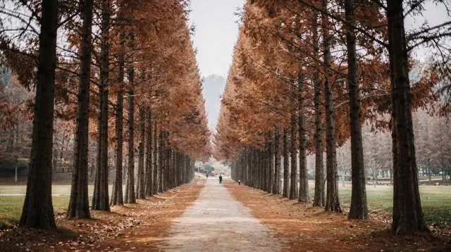 Nami island day trip