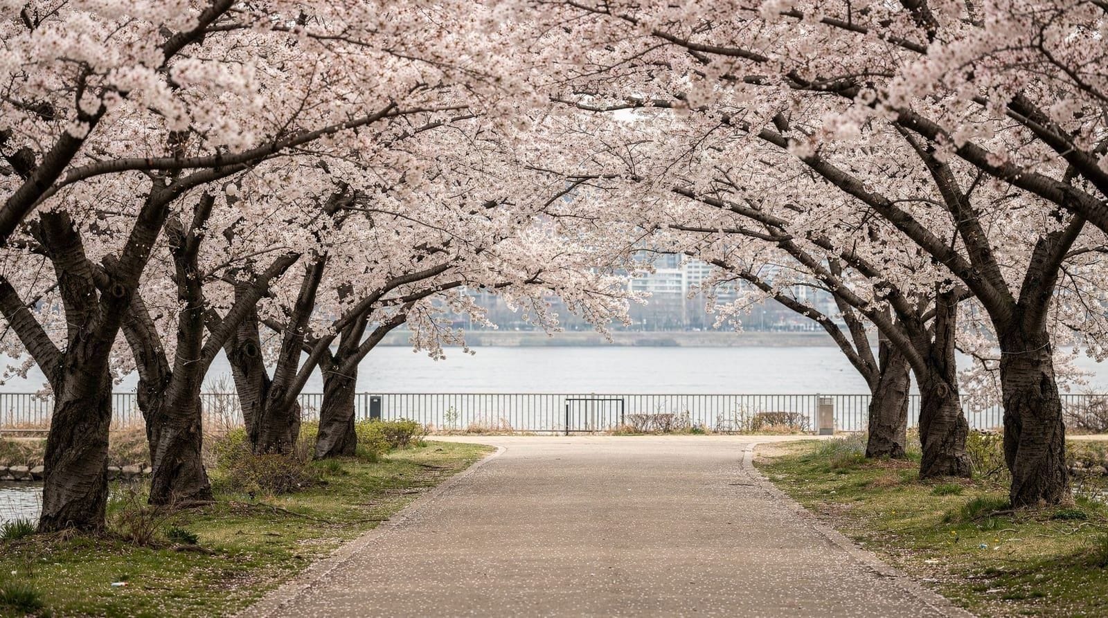 Seoul cherry blossom season